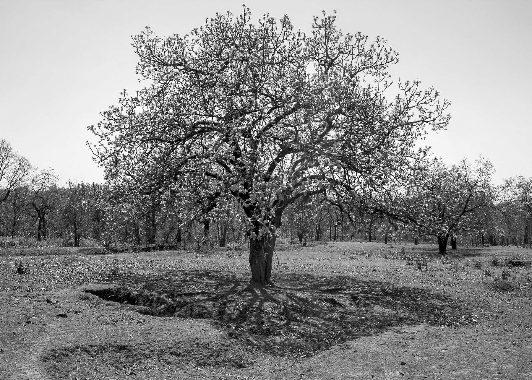 IF A TREE FALLS IN A FOREST